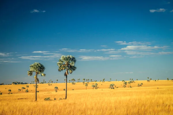 Palms in the grassland — Stock Photo, Image