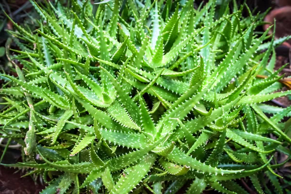 Grön långsam växande klumpar Aloe — Stockfoto