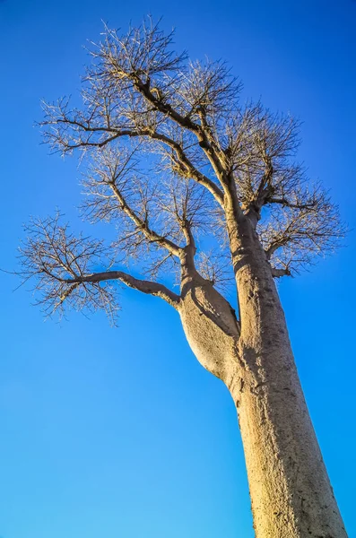 Enorme baobab de Madagascar — Foto de Stock