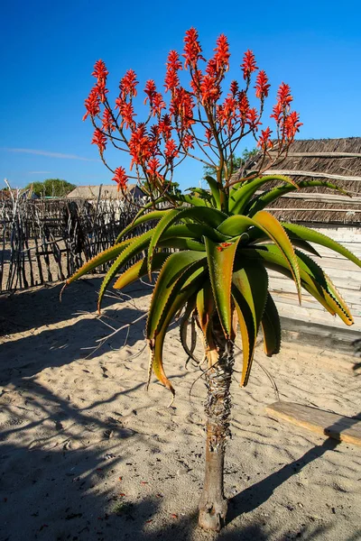 Flores de aloe vera —  Fotos de Stock