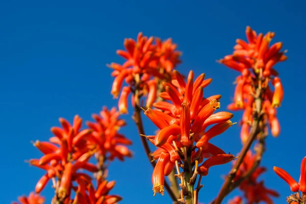 Aloe vera flores — Fotografia de Stock