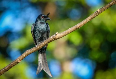  Madagaskar tepeli çaylak herif kuş