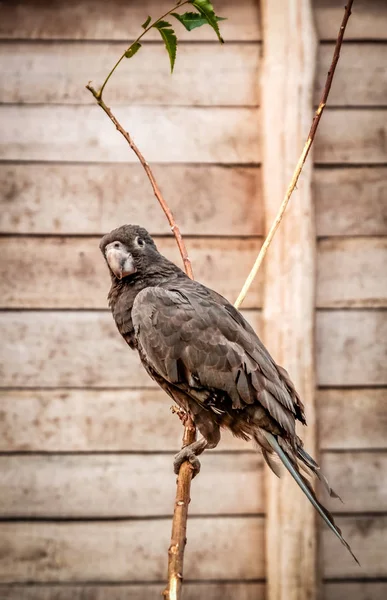 Schwarzer Papagei aus Madagaskar — Stockfoto