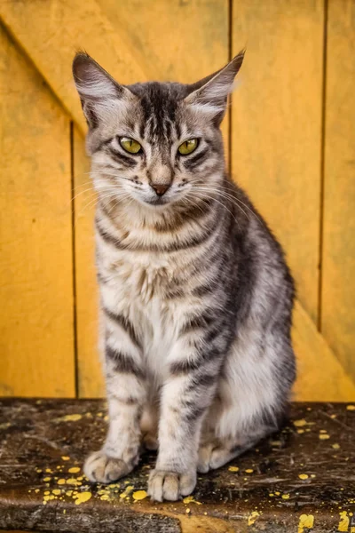 Retrato bonito gato — Fotografia de Stock