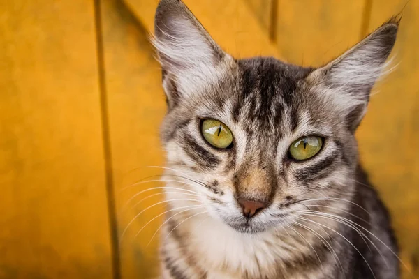 Lindo gato retrato — Foto de Stock