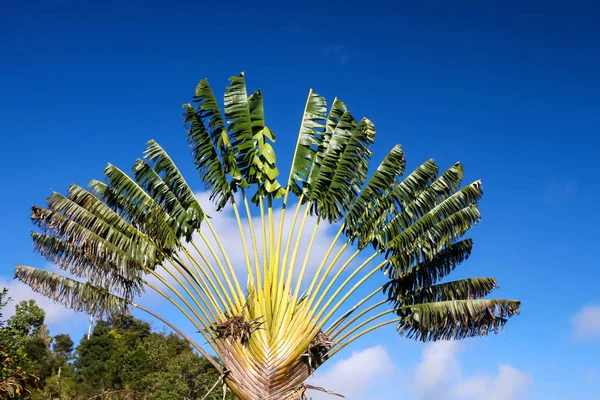 Madagaskar Ravenala palm sembolü — Stok fotoğraf