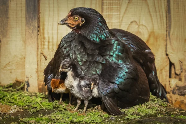 Kuřecí rodina pohromadě — Stock fotografie