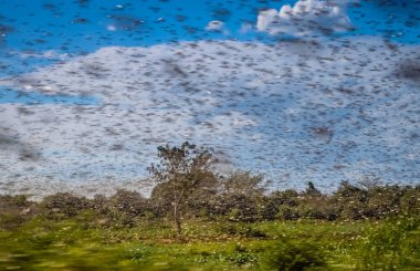 Madagaskar Ravenala palm sembolü