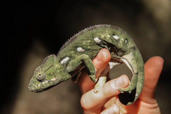 Ravenala palm jelképe Madagaszkár — Stock Fotó