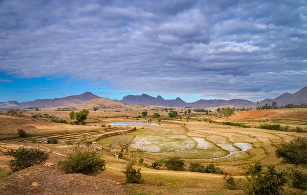 Ricefields z Madagaskaru — Zdjęcie stockowe