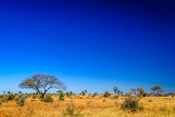 Árbol en el pastizal — Foto de Stock