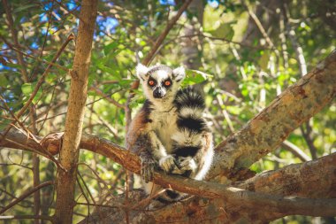 Madagaskar Ravenala palm sembolü