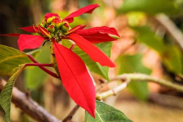 Flor tropical vermelha de Madagáscar — Fotografia de Stock