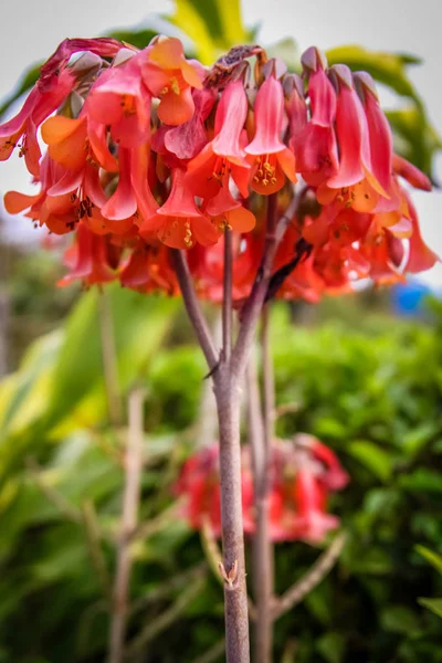 Flores vermelhas de uma planta Mãe de Milhões — Fotografia de Stock