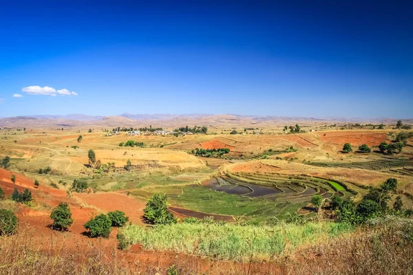 Ricefields de Madagáscar — Fotografia de Stock