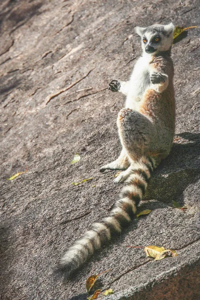 Lemur sonnt sich auf einem Felsen — Stockfoto