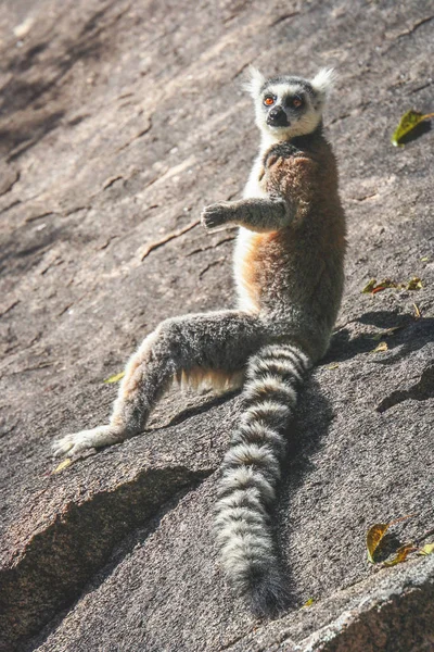 Lemur sunbathing on a rock — Stock Photo, Image