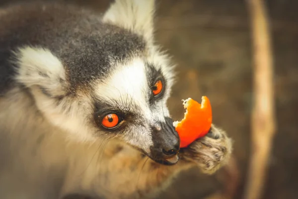 Lemur eating orange skin — Stock Photo, Image