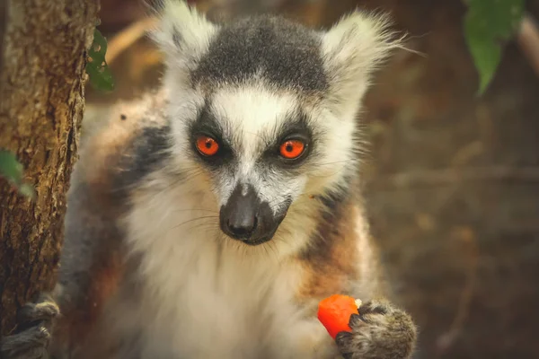 Lemur comer piel de naranja — Foto de Stock