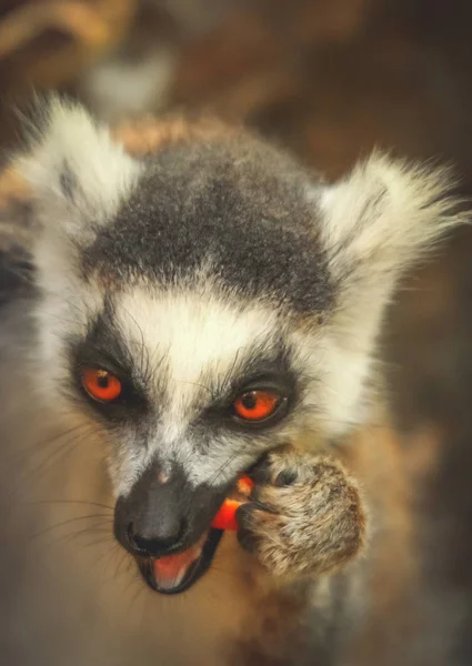 Lemur comendo pele de laranja — Fotografia de Stock