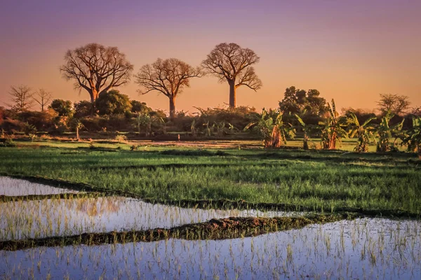 Baobás em Madagáscar — Fotografia de Stock