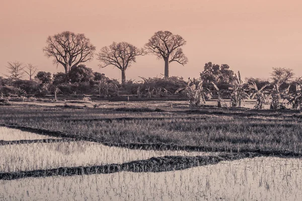 Baobab træer i Madagaskar - Stock-foto