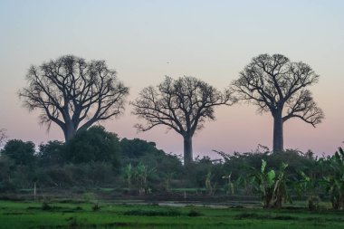 Baobab ağaçları Madagaskar
