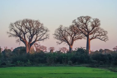 Baobab ağaçları Madagaskar