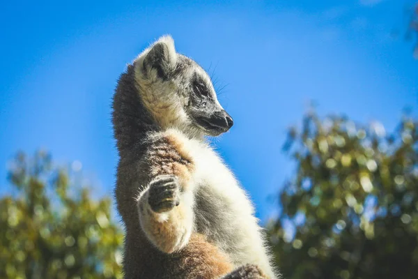 Lemur tomar el sol en una roca — Foto de Stock