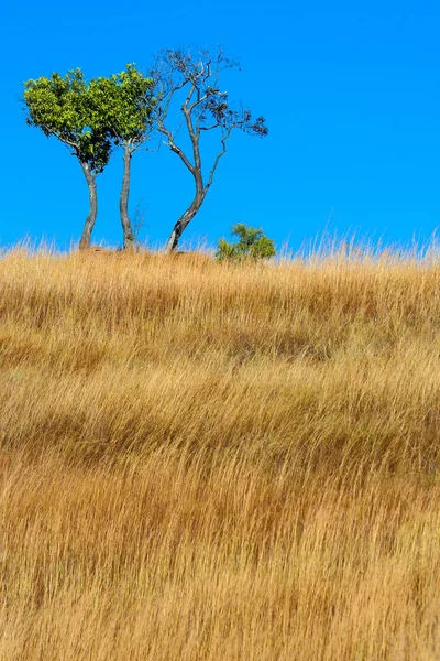 Arbre dans les prairies — Photo