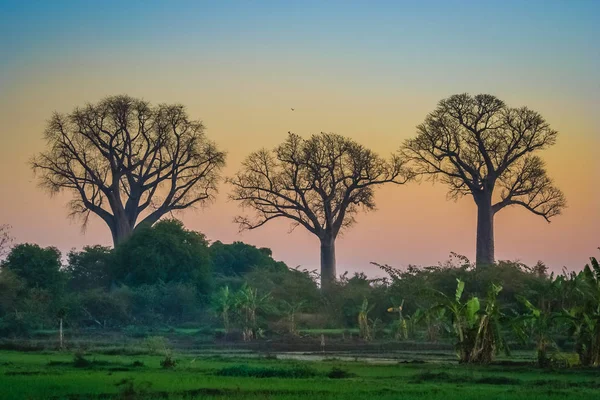 Baobab ağaçları Madagaskar — Stok fotoğraf