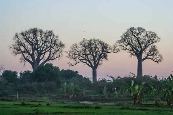 Baobab ağaçları Madagaskar