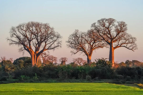 Baobás em Madagáscar — Fotografia de Stock