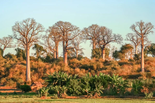 Baobab en Madagascar —  Fotos de Stock