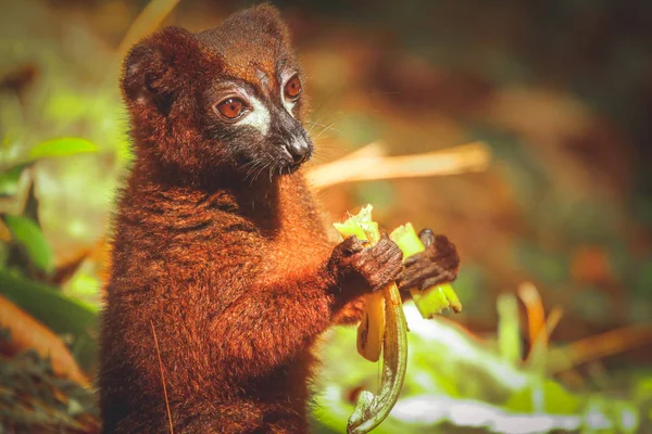 Lémure comer banana — Fotografia de Stock