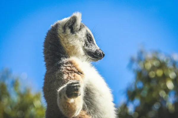 Lemur tomar el sol en una roca — Foto de Stock