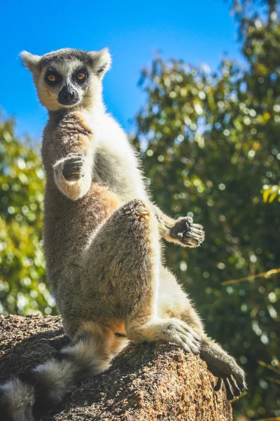 Lemur opalanie na skale — Zdjęcie stockowe