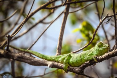 ağaç üzerindeki yeşil bukalemun