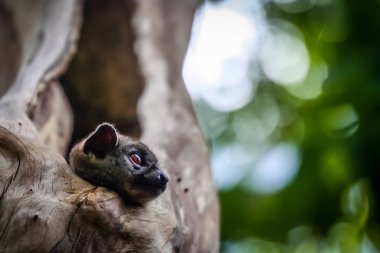 Ankarana Sportive Lemur