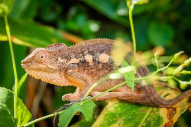 Küçük renkli bukalemun