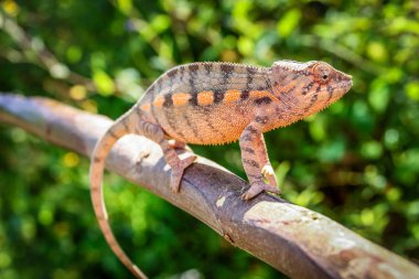 Küçük renkli bukalemun