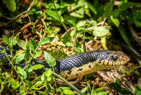 Schwarze Schlange im Dschungel von Madagaskar — Stockfoto