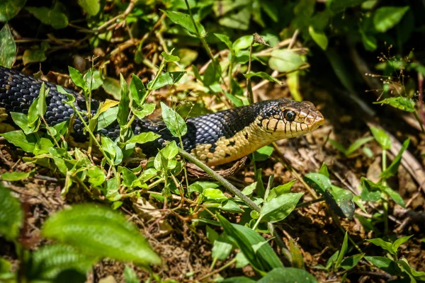 Black snake in Madagascar jungle — Stock Photo, Image