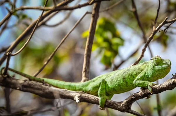 Зеленый хамелеон на дереве — стоковое фото
