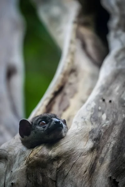 Ankarana Sportive Lemur — Stockfoto