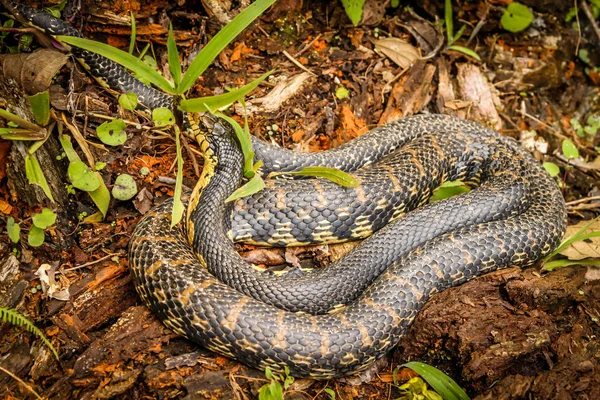 Чёрная змея из джунглей Мадагаскара — стоковое фото
