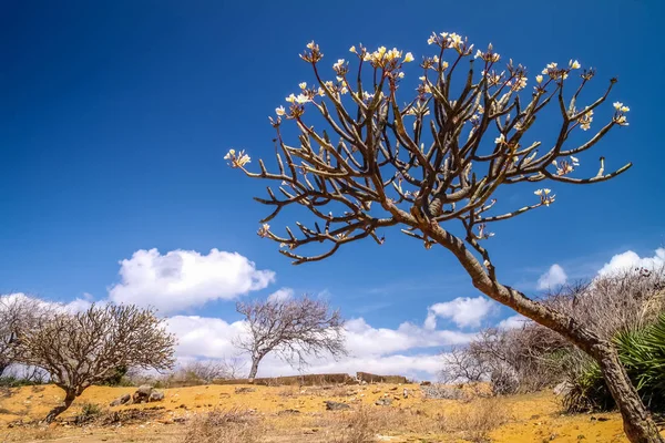 Nord de Madagascar paysage — Photo