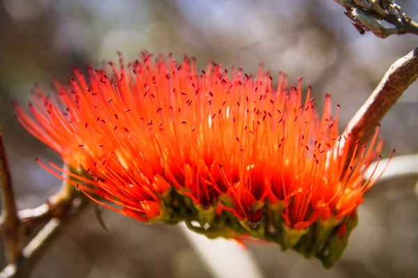 Combretum Madagáscar flor vermelha — Fotografia de Stock