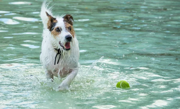 Petit chien chassant une balle de tennis dans une piscine — Photo