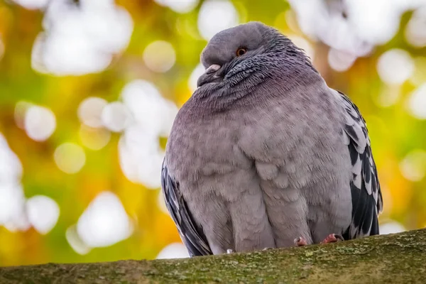 Pigeon sitting on a branch of a tree — Stock Photo, Image